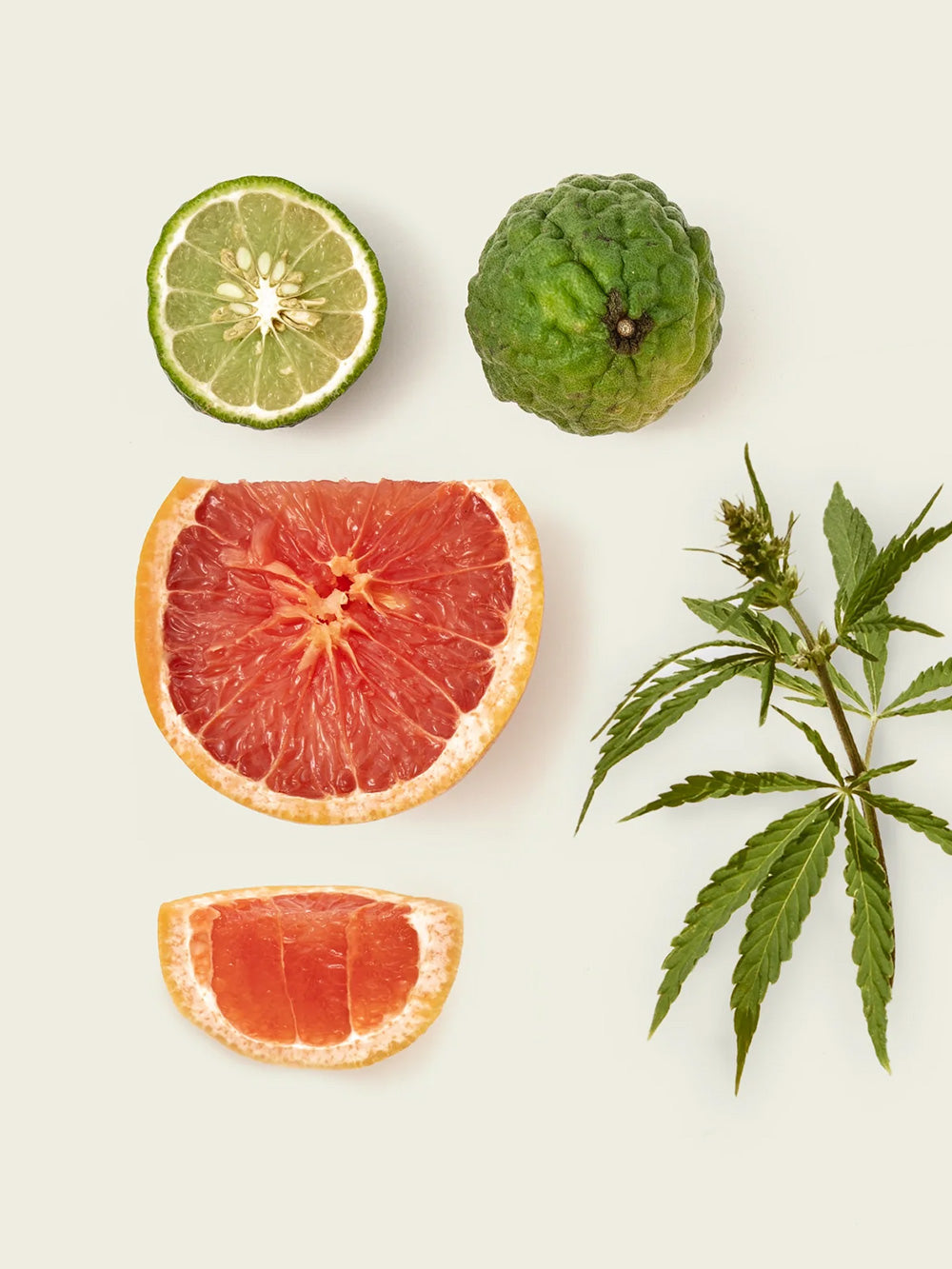 Nocologne Extrait de Parfum 50 ml