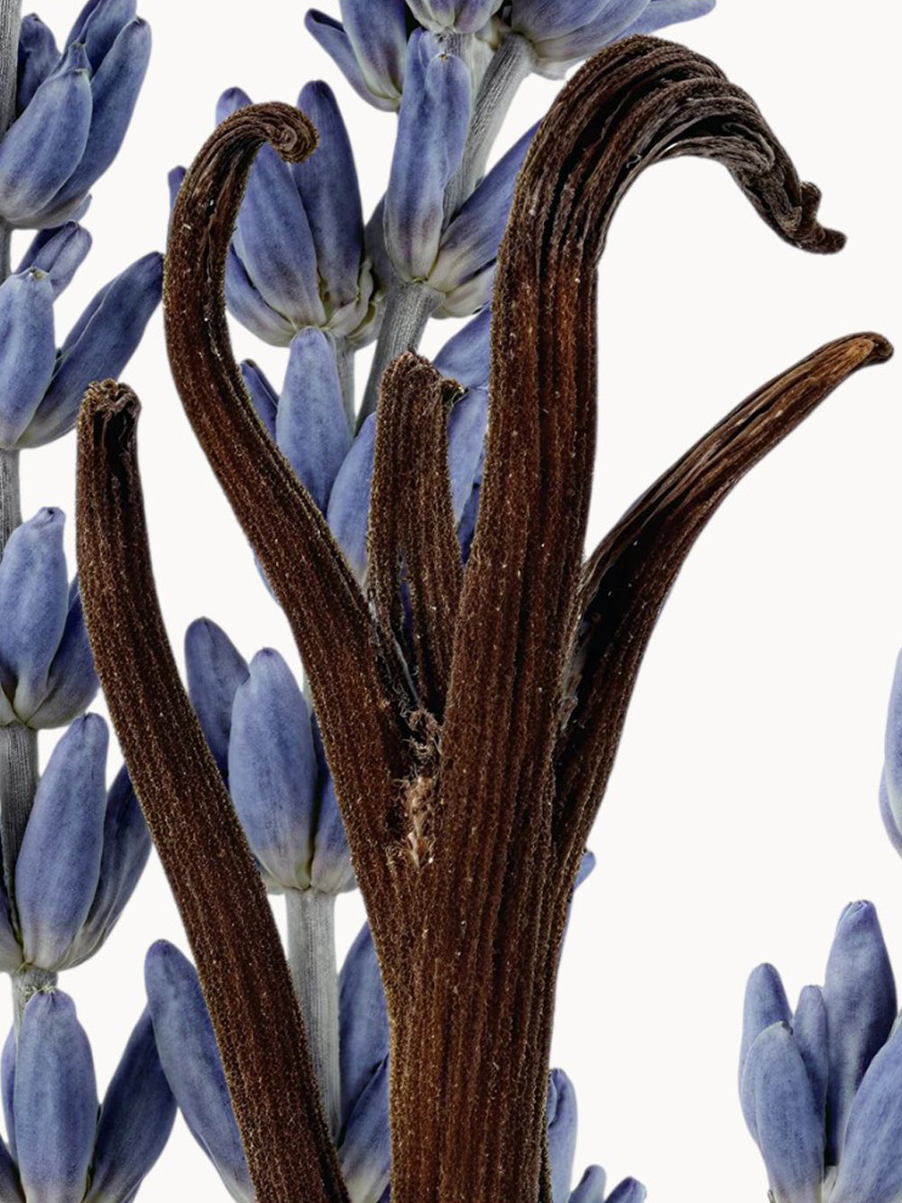 Layton Exclusif Eau de Parfum