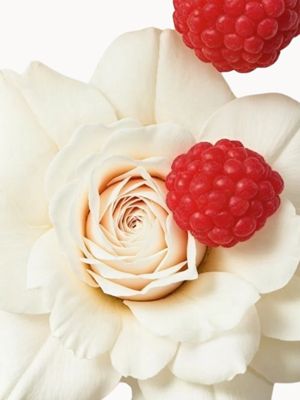 Meliora Eau de Parfum