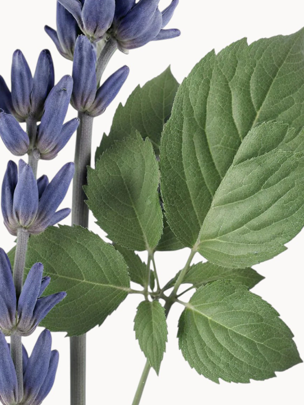 Sedley Eau de Parfum