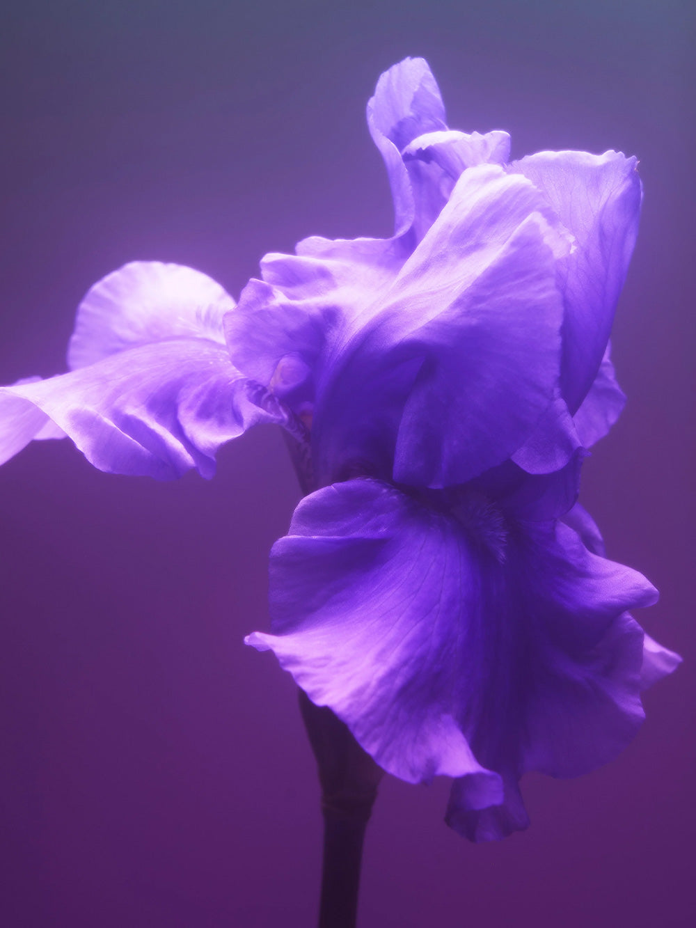 Gris Charnel Hair Perfume