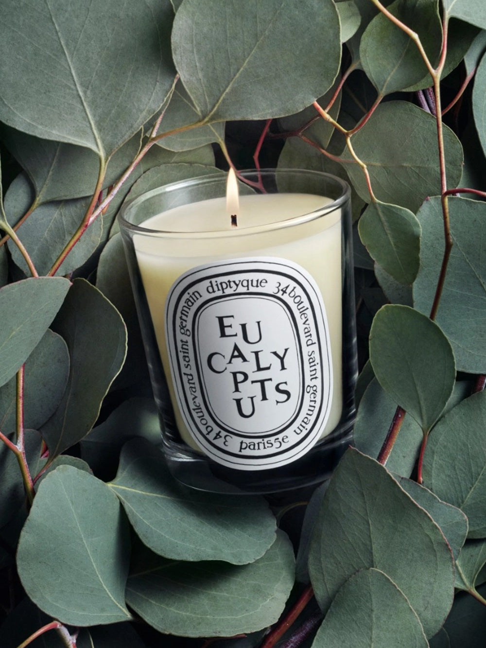 Kerze Eucalyptus