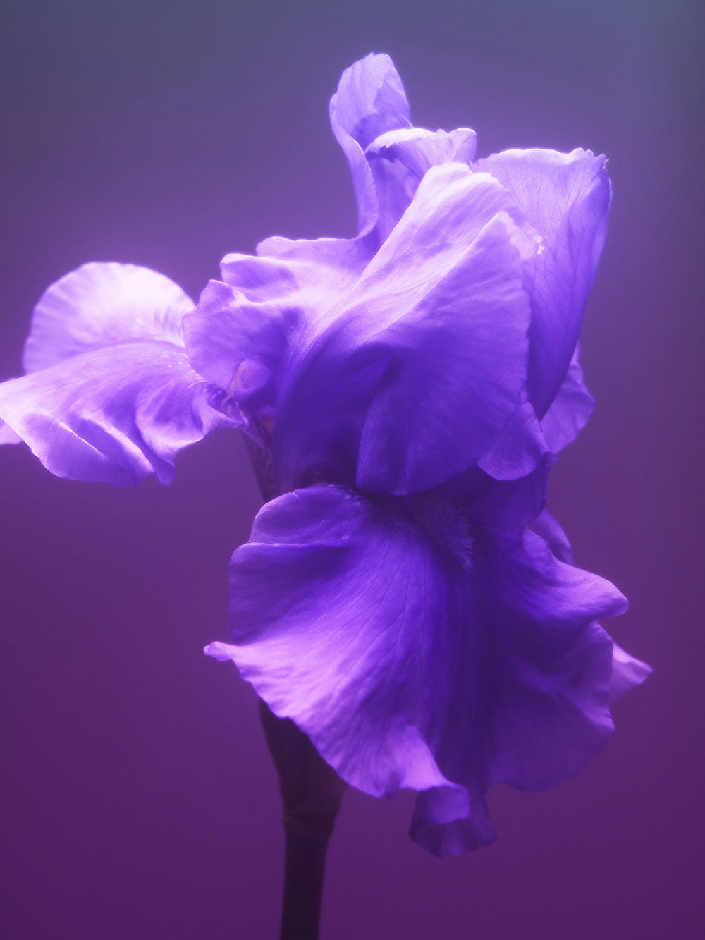 Gris Charnel Hair Perfume