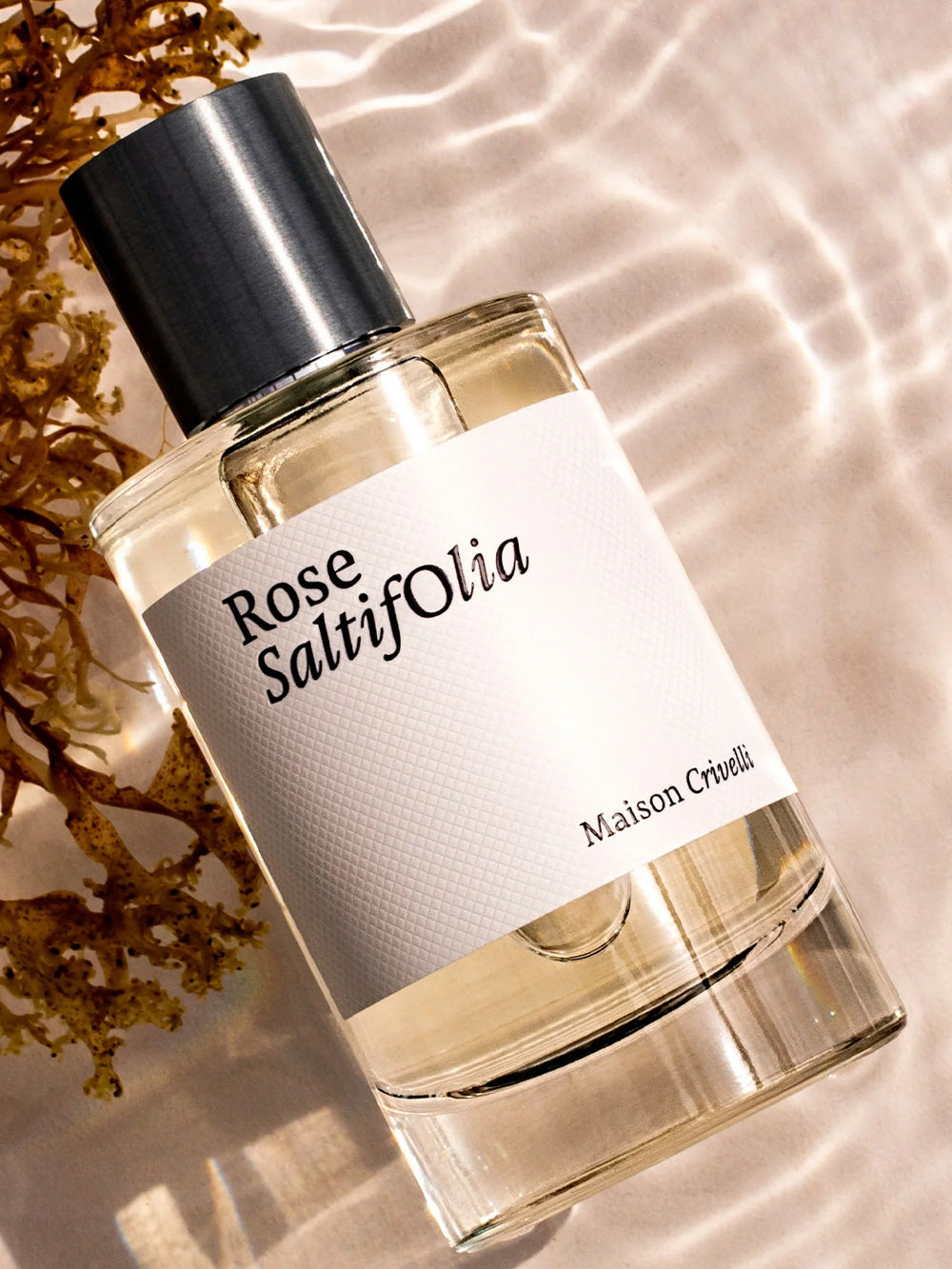 Rose Saltifolia